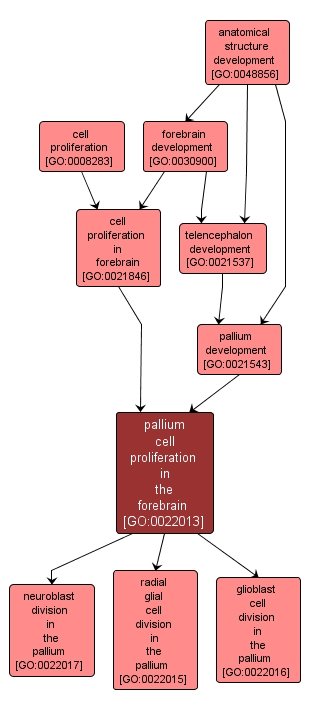 GO:0022013 - pallium cell proliferation in the forebrain (interactive image map)