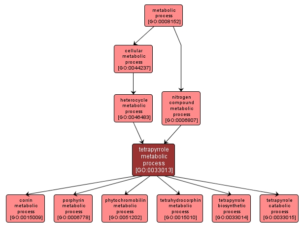 GO:0033013 - tetrapyrrole metabolic process (interactive image map)