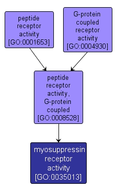 GO:0035013 - myosuppressin receptor activity (interactive image map)