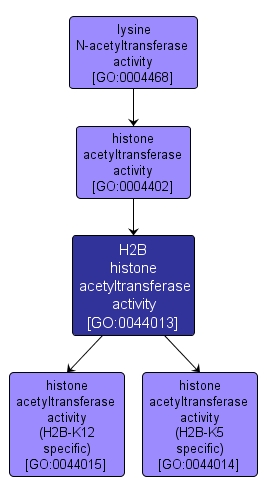 GO:0044013 - H2B histone acetyltransferase activity (interactive image map)