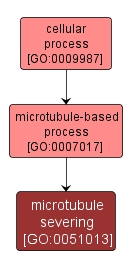 GO:0051013 - microtubule severing (interactive image map)