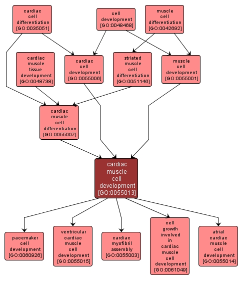 GO:0055013 - cardiac muscle cell development (interactive image map)