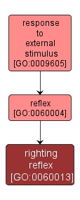 GO:0060013 - righting reflex (interactive image map)