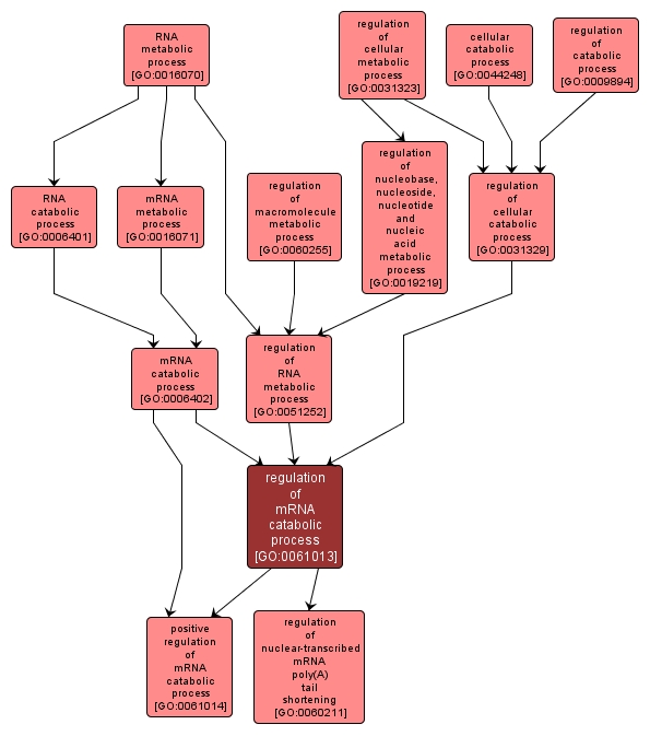 GO:0061013 - regulation of mRNA catabolic process (interactive image map)