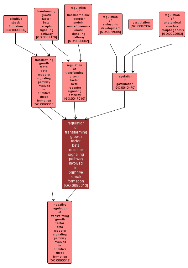 GO:0090013 - regulation of transforming growth factor beta receptor signaling pathway involved in primitive streak formation (interactive image map)