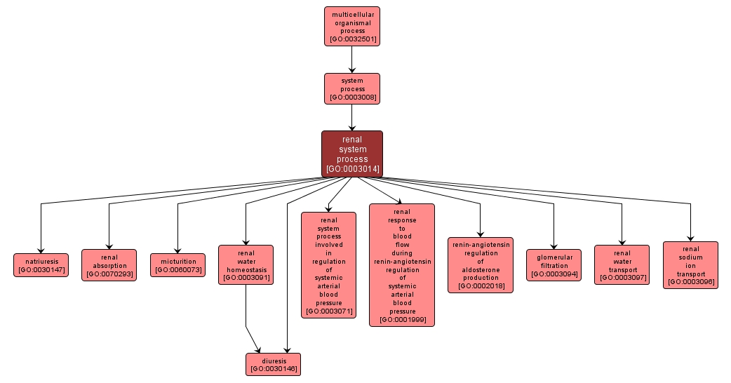 GO:0003014 - renal system process (interactive image map)