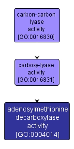 GO:0004014 - adenosylmethionine decarboxylase activity (interactive image map)