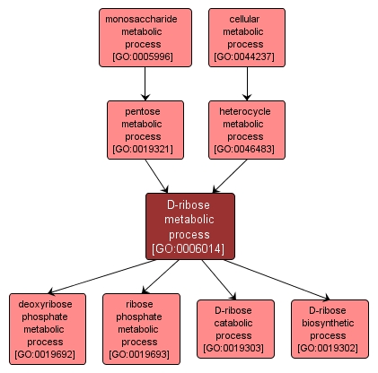 GO:0006014 - D-ribose metabolic process (interactive image map)