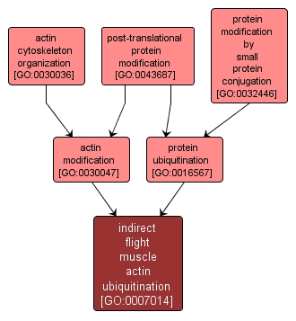 GO:0007014 - indirect flight muscle actin ubiquitination (interactive image map)