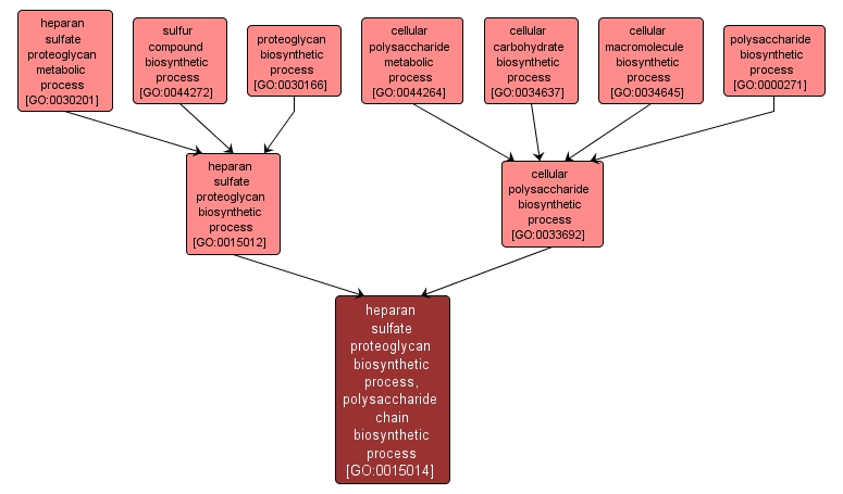 GO:0015014 - heparan sulfate proteoglycan biosynthetic process, polysaccharide chain biosynthetic process (interactive image map)