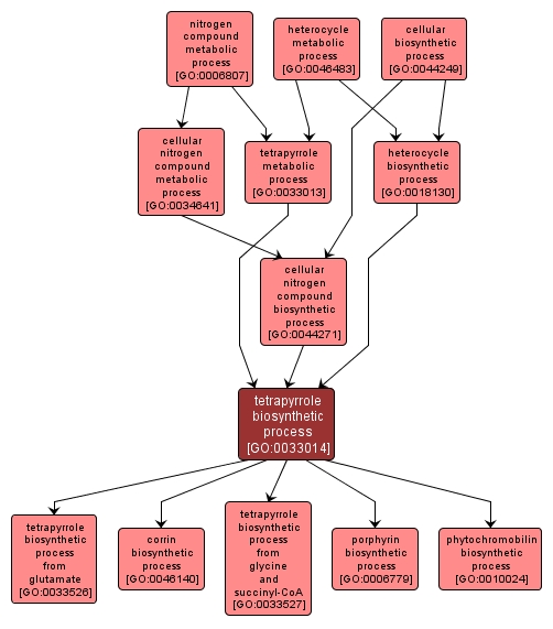 GO:0033014 - tetrapyrrole biosynthetic process (interactive image map)