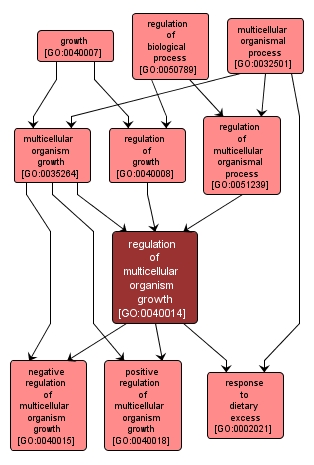 GO:0040014 - regulation of multicellular organism growth (interactive image map)