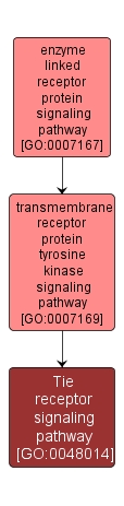GO:0048014 - Tie receptor signaling pathway (interactive image map)