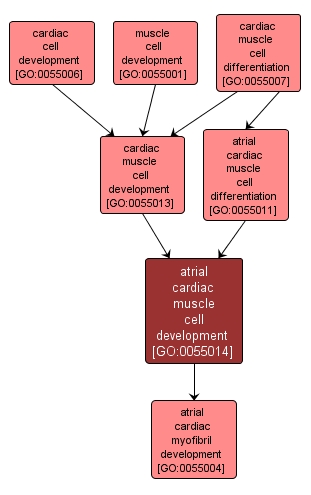 GO:0055014 - atrial cardiac muscle cell development (interactive image map)