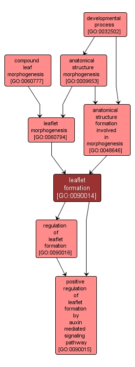 GO:0090014 - leaflet formation (interactive image map)