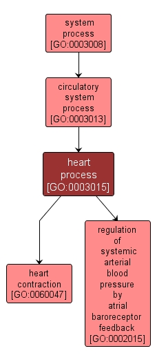 GO:0003015 - heart process (interactive image map)