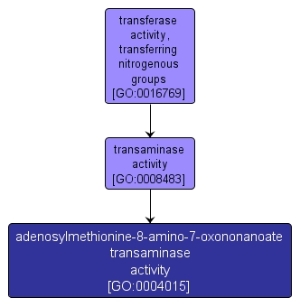 GO:0004015 - adenosylmethionine-8-amino-7-oxononanoate transaminase activity (interactive image map)