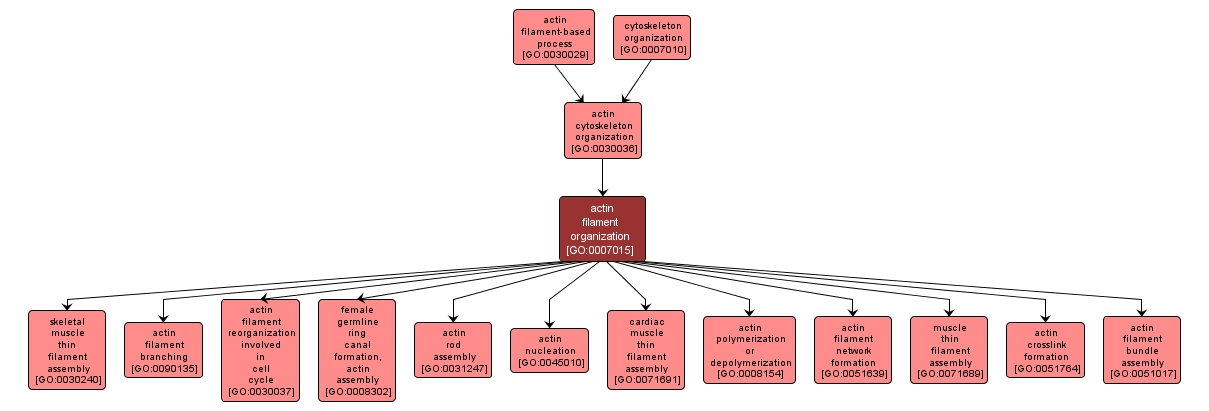 GO:0007015 - actin filament organization (interactive image map)