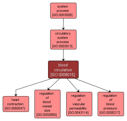 GO:0008015 - blood circulation (interactive image map)