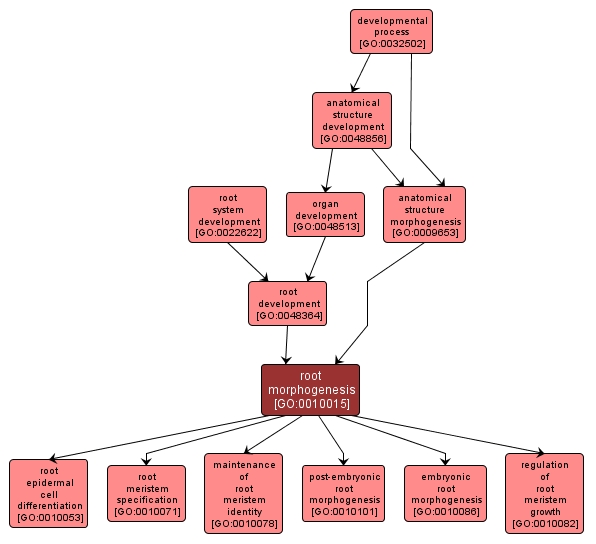 GO:0010015 - root morphogenesis (interactive image map)