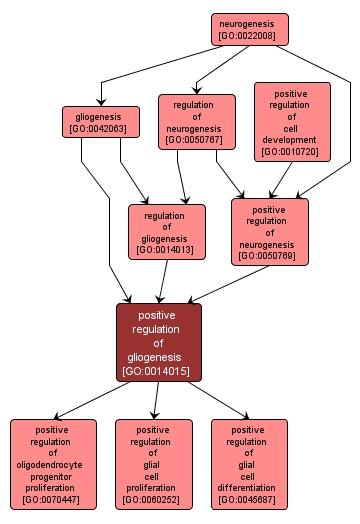 GO:0014015 - positive regulation of gliogenesis (interactive image map)