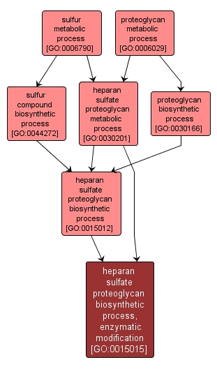 GO:0015015 - heparan sulfate proteoglycan biosynthetic process, enzymatic modification (interactive image map)
