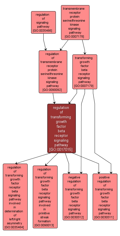 GO:0017015 - regulation of transforming growth factor beta receptor signaling pathway (interactive image map)