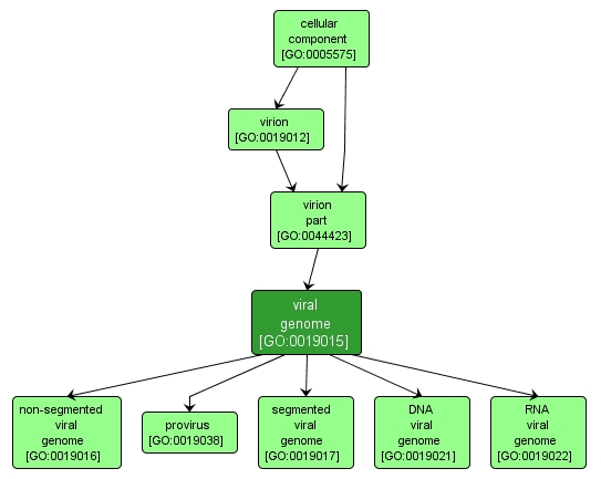 GO:0019015 - viral genome (interactive image map)