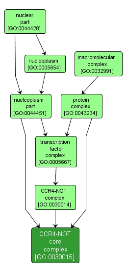 GO:0030015 - CCR4-NOT core complex (interactive image map)