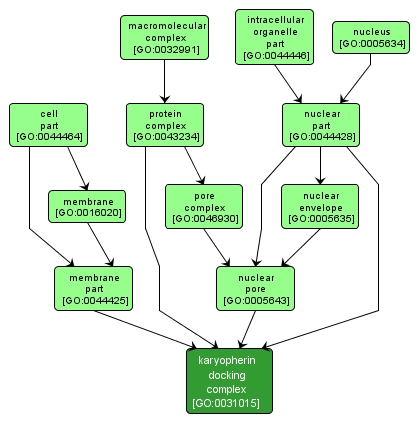 GO:0031015 - karyopherin docking complex (interactive image map)