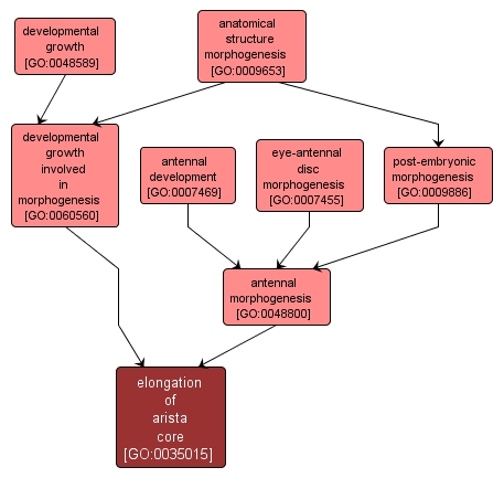 GO:0035015 - elongation of arista core (interactive image map)