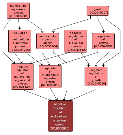 GO:0040015 - negative regulation of multicellular organism growth (interactive image map)