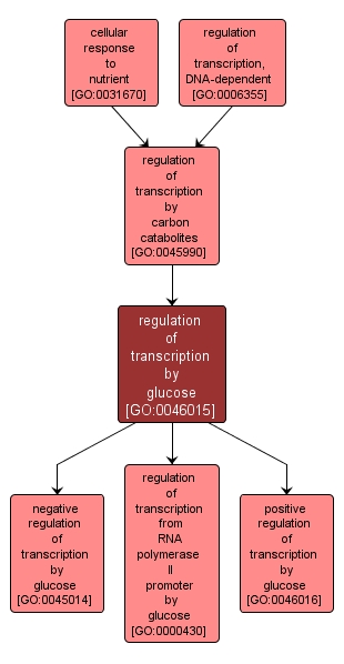 GO:0046015 - regulation of transcription by glucose (interactive image map)