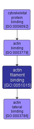 GO:0051015 - actin filament binding (interactive image map)