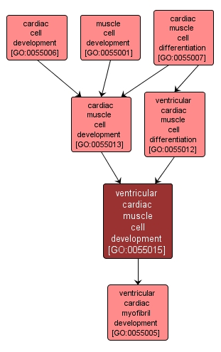 GO:0055015 - ventricular cardiac muscle cell development (interactive image map)