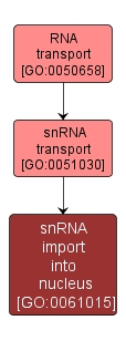 GO:0061015 - snRNA import into nucleus (interactive image map)
