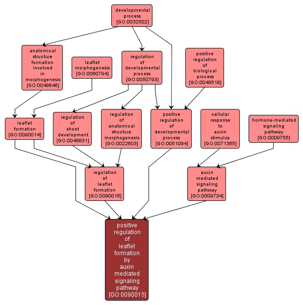 GO:0090015 - positive regulation of leaflet formation by auxin mediated signaling pathway (interactive image map)