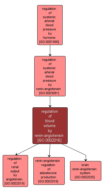 GO:0002016 - regulation of blood volume by renin-angiotensin (interactive image map)