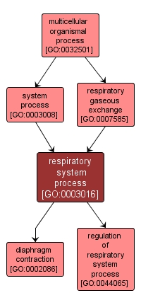 GO:0003016 - respiratory system process (interactive image map)