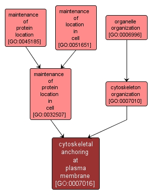 GO:0007016 - cytoskeletal anchoring at plasma membrane (interactive image map)
