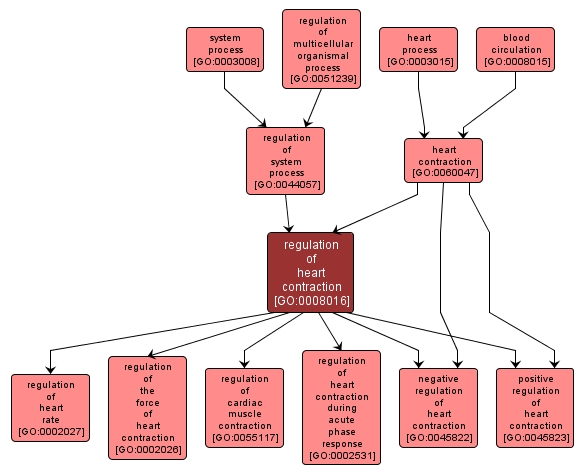 GO:0008016 - regulation of heart contraction (interactive image map)