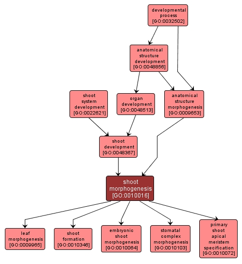 GO:0010016 - shoot morphogenesis (interactive image map)