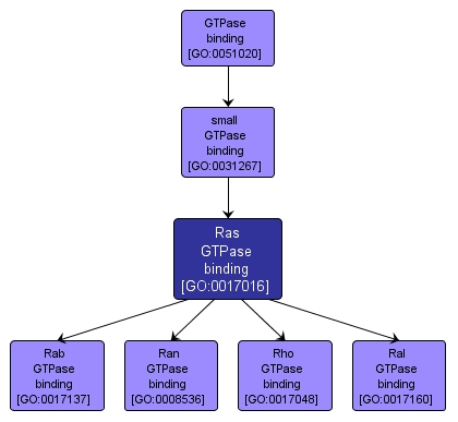 GO:0017016 - Ras GTPase binding (interactive image map)