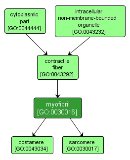 GO:0030016 - myofibril (interactive image map)