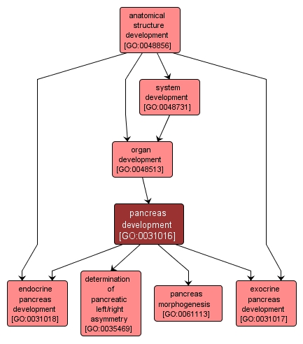 GO:0031016 - pancreas development (interactive image map)