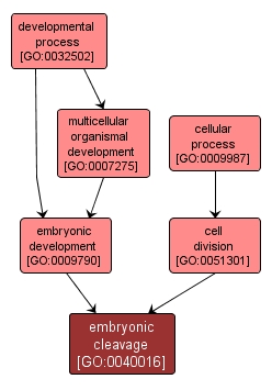 GO:0040016 - embryonic cleavage (interactive image map)