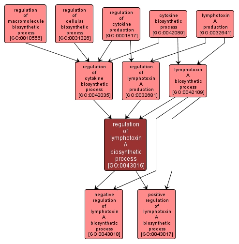 GO:0043016 - regulation of lymphotoxin A biosynthetic process (interactive image map)