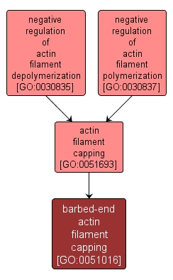 GO:0051016 - barbed-end actin filament capping (interactive image map)