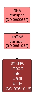 GO:0061016 - snRNA import into Cajal body (interactive image map)