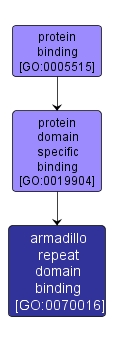 GO:0070016 - armadillo repeat domain binding (interactive image map)